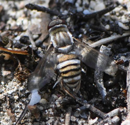 Réf. 284 837 : Exhyalanthrax muscarius